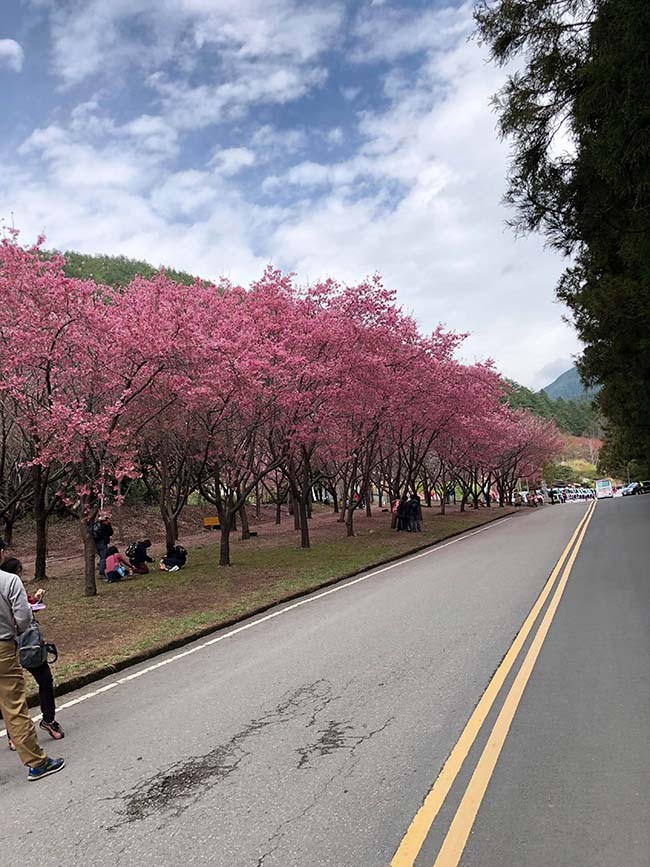  Rừng đào Đài Loan đẹp ngất ngây như lạc vào truyện tranh ảnh 3