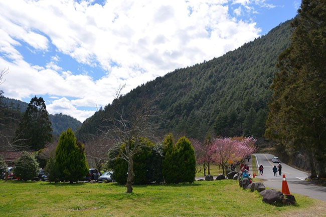  Rừng đào Đài Loan đẹp ngất ngây như lạc vào truyện tranh ảnh 5