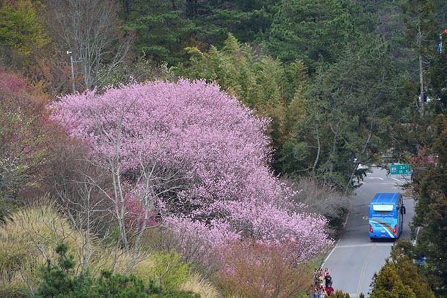  Rừng đào Đài Loan đẹp ngất ngây như lạc vào truyện tranh ảnh 7