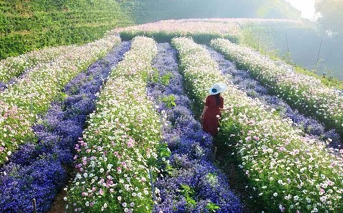 Cánh đồng hoa mới toanh ở Đà Lạt đẹp 'ngất ngây' đốn tim du khách. ảnh 1