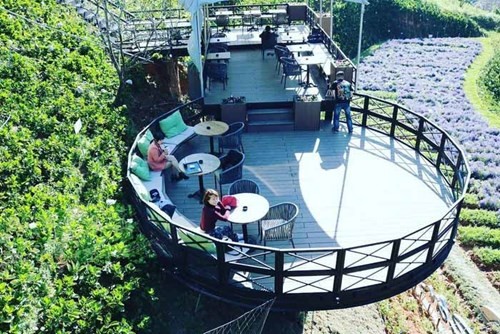 Cánh đồng hoa mới toanh ở Đà Lạt đẹp 'ngất ngây' đốn tim du khách. ảnh 5