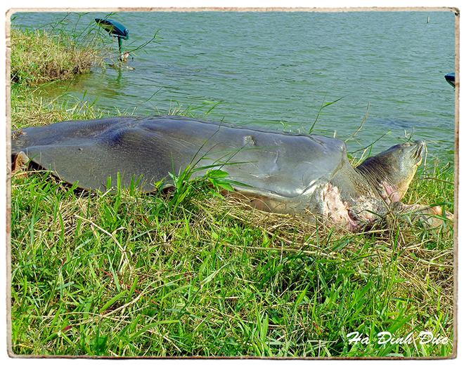 PGS.TS Hà Đình Đức lần đầu kể về những ngày cuối đời của Cụ Rùa Hồ Gươm ảnh 7