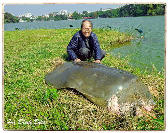 PGS.TS Hà Đình Đức lần đầu kể về những ngày cuối đời của Cụ Rùa Hồ Gươm ảnh 8