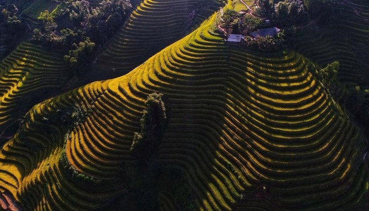 Ngỡ ngàng cảnh sắc Hoàng Su Phì 'mùa vàng' ảnh 6