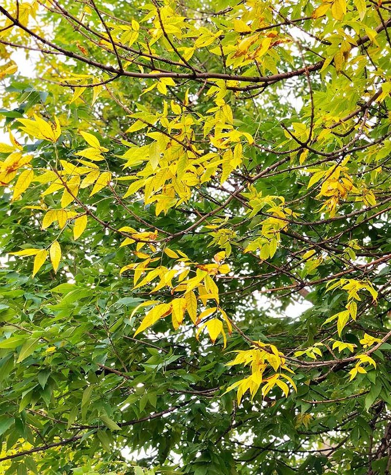 Mùa thu nước Nga đến muộn vẫn hút hồn bao du khách ảnh 9