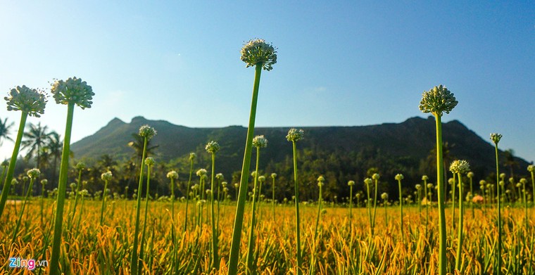 Vẻ đẹp huyền bí của di tích văn hoá Sa Huỳnh trên đảo Lý Sơn ảnh 4
