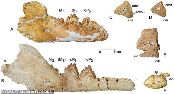 Quái vật tiền sử ‘thằn lằn chúa’ chuyên săn cá voi được phát hiện ở Ai Cập ảnh 1