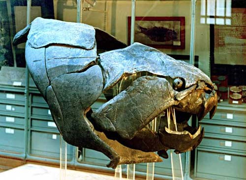 Quái vật cổ đại nhai sống cá mập ảnh 1