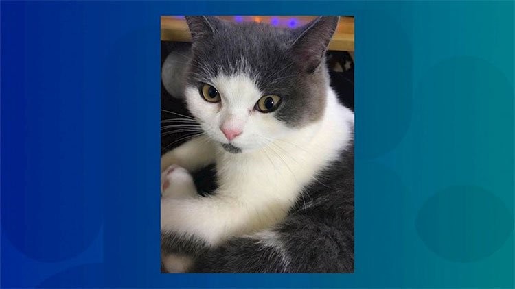 Trung Quốc tuyên bố nhân bản vô tính thành công con mèo đầu tiên ảnh 1