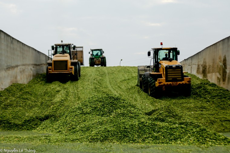 Hạnh phúc đích thực của bò sữa TH true MILK ảnh 1