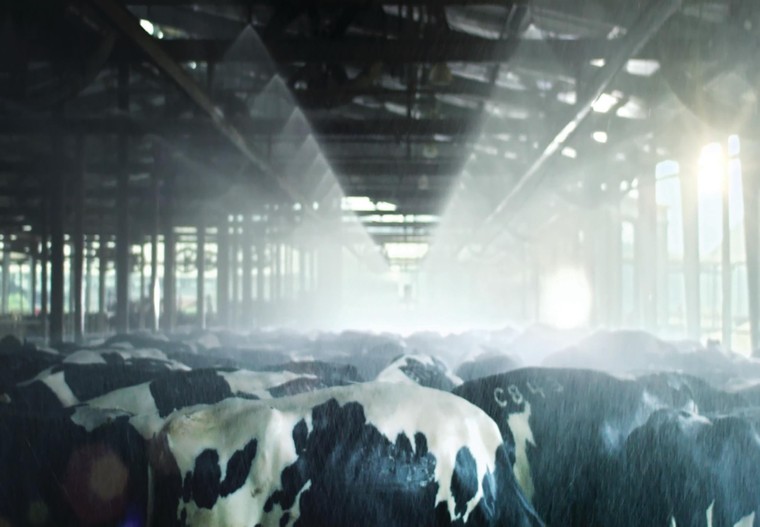 Hạnh phúc đích thực của bò sữa TH true MILK ảnh 4