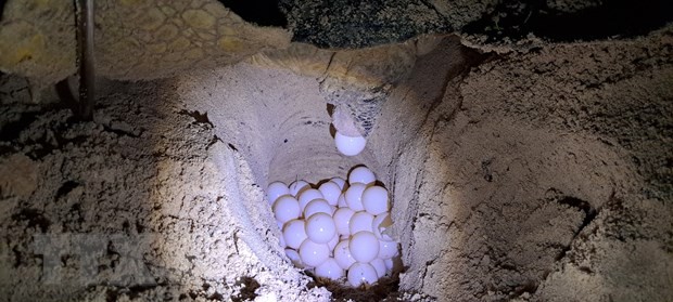 Mùa sinh sản của loài vích tại Côn Đảo ảnh 1