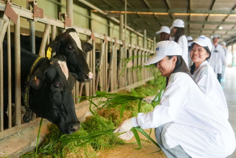 Vinamilk Green Farm - từ "resort cho bò" đến hộp sữa đạt chuẩn quốc tế ảnh 5