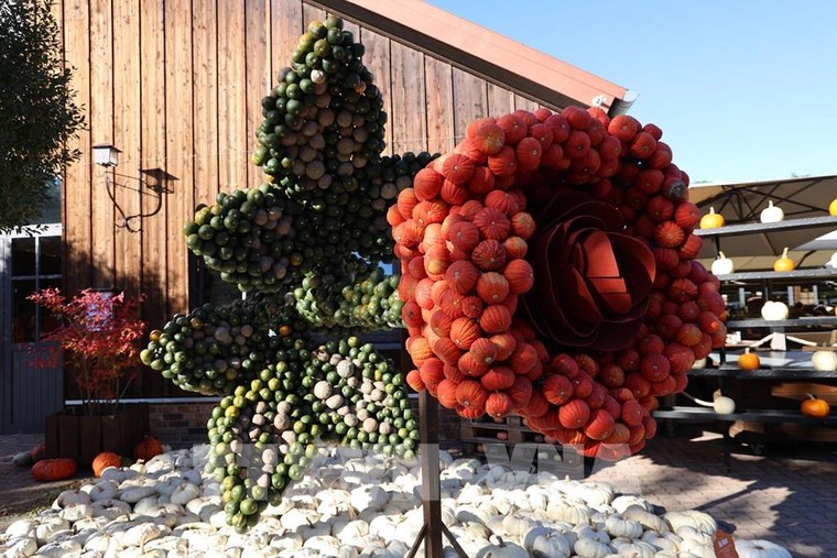 Rực rỡ Lễ hội Bí ngô lớn nhất vùng thủ đô nước Đức ảnh 2