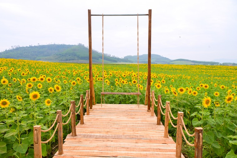 Cánh đồng hướng dương của trang trại TH mở cửa đón khách tham quan từ 16/12/2025 ảnh 4