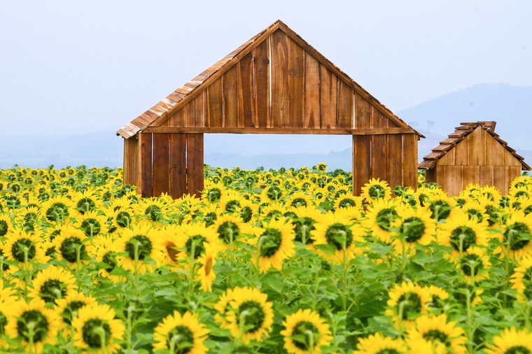 Cánh đồng hướng dương của trang trại TH mở cửa đón khách tham quan từ 16/12/2025 ảnh 5