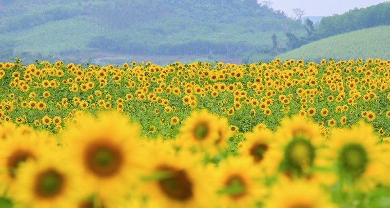 Cánh đồng hướng dương của trang trại TH mở cửa đón khách tham quan từ 16/12/2025 ảnh 1