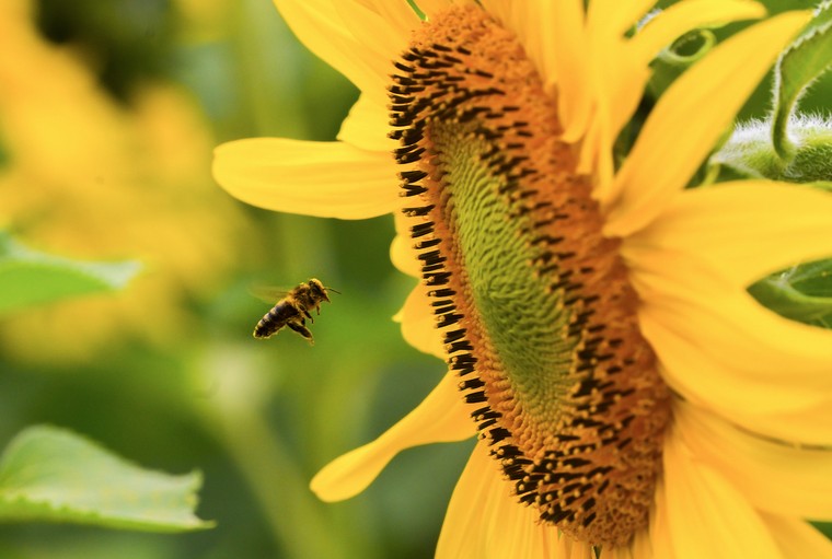 Cánh đồng hướng dương của trang trại TH mở cửa đón khách tham quan từ 16/12/2025 ảnh 3