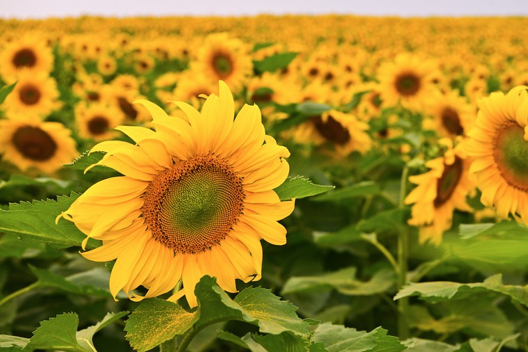 Cánh đồng hướng dương của trang trại TH mở cửa đón khách tham quan từ 16/12/2025 ảnh 2