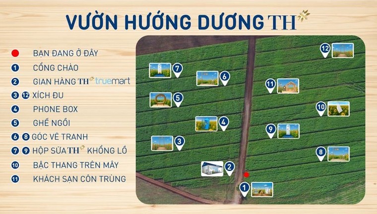 Cánh đồng hướng dương của trang trại TH mở cửa đón khách tham quan từ 16/12/2025 ảnh 7