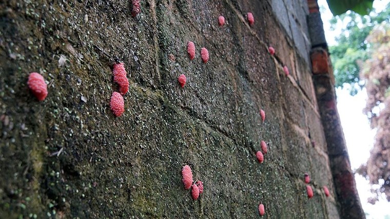 Dùng xe cứu hỏa phun nước vệ sinh sau lũ giúp dân Chương Mỹ ảnh 12