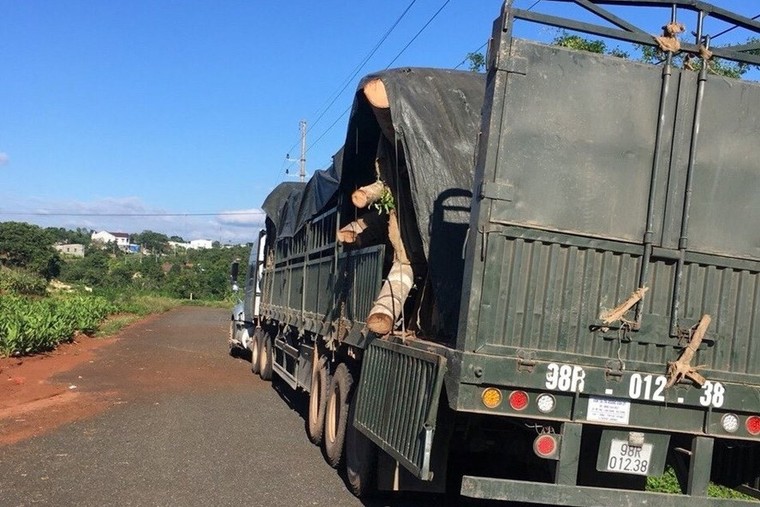 Tạm giữ cây đa ‘khủng’ trên đường ra Hà Nội ảnh 2