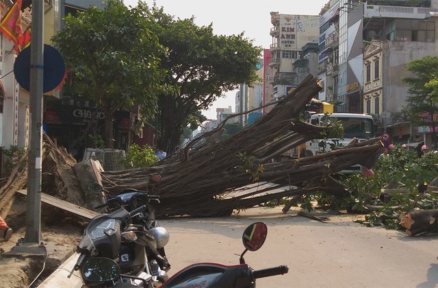 Cây cổ thụ đổ giữa đường, giao thông trên phố Hà Nội tê liệt ảnh 3