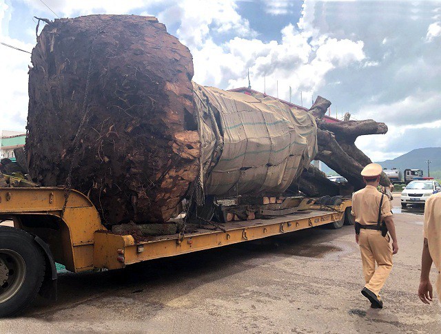 Bình Định: Tạm giữ xe đầu kéo chở cây 'siêu khủng' ảnh 1