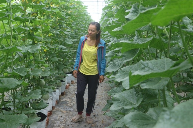 Nữ kỹ sư khởi nghiệp từ trồng dưa lưới công nghệ cao ở miền sông nước ảnh 1