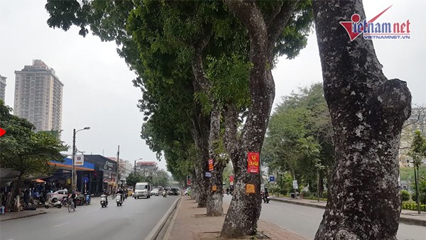 Hà Nội chặt, dịch chuyển hơn 400 cây xanh mở rộng đường Láng ảnh 1