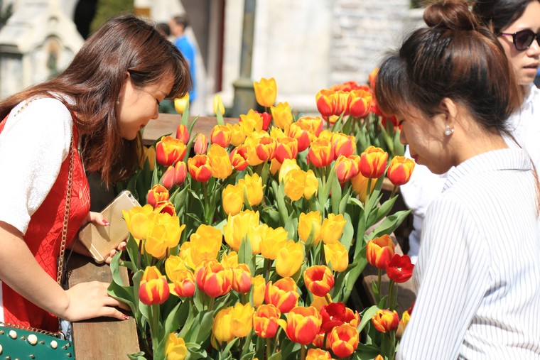 Hơn triệu bông Tulip biến Bà Nà thành 'xứ sở Hà Lan' ảnh 5