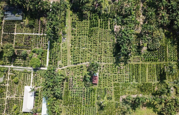 Tắc kiểng cho thuê giá 50 triệu đồng một cây ở Sài Gòn ảnh 2