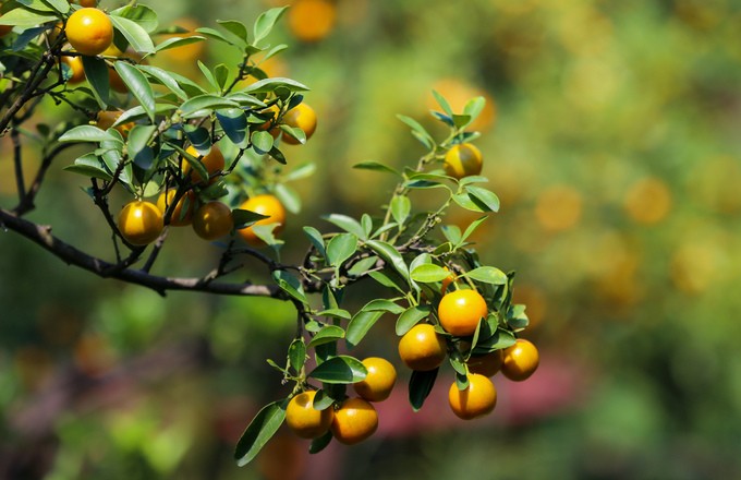 Tắc kiểng cho thuê giá 50 triệu đồng một cây ở Sài Gòn ảnh 3