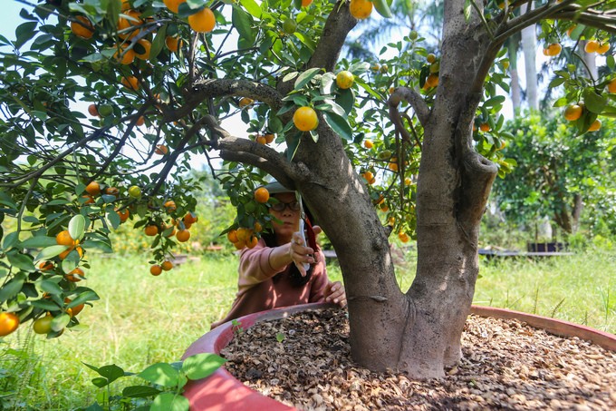 Tắc kiểng cho thuê giá 50 triệu đồng một cây ở Sài Gòn ảnh 4