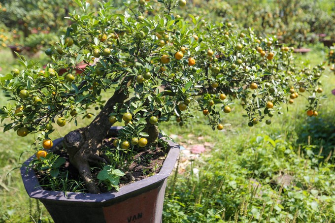 Tắc kiểng cho thuê giá 50 triệu đồng một cây ở Sài Gòn ảnh 9