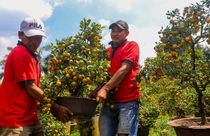 Tắc kiểng cho thuê giá 50 triệu đồng một cây ở Sài Gòn ảnh 10