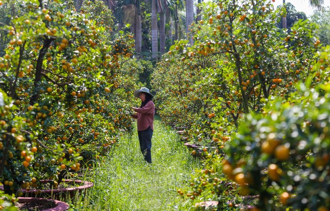 Tắc kiểng cho thuê giá 50 triệu đồng một cây ở Sài Gòn ảnh 1