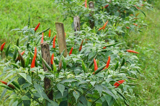 Trồng ớt trái vụ đón Tết, nông dân thu gần 1 triệu đồng mỗi ngày ảnh 2