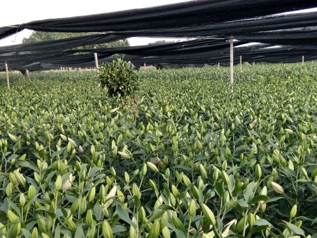 Nông dân Tây Tựu lo 'bánh chưng không có thịt' vì hoa ly nở sớm ảnh 1