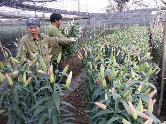 Nông dân Tây Tựu lo 'bánh chưng không có thịt' vì hoa ly nở sớm ảnh 3