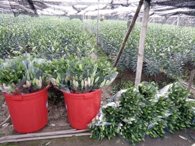 Nông dân Tây Tựu lo 'bánh chưng không có thịt' vì hoa ly nở sớm ảnh 4