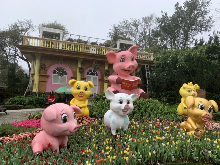 Xuân ngất ngây ở 'xứ hoa nở trong mây' ảnh 6