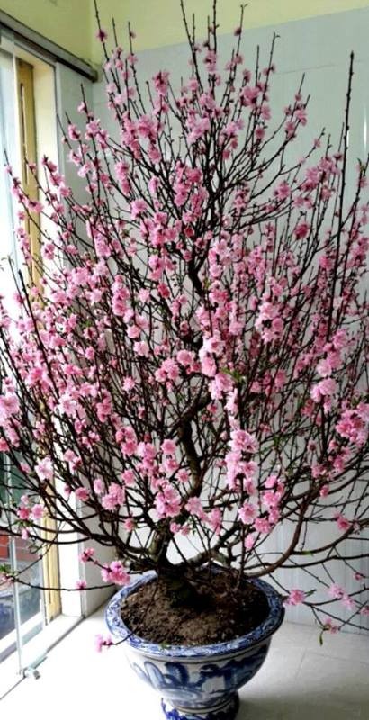 Pháo bông, bánh chưng xanh theo chân người đi xa… ảnh 2