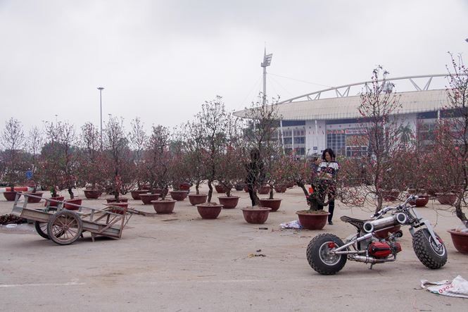 Quất, đào 'đại hạ giá' tràn ngập phố Hà Nội ngày 30 Tết ảnh 2