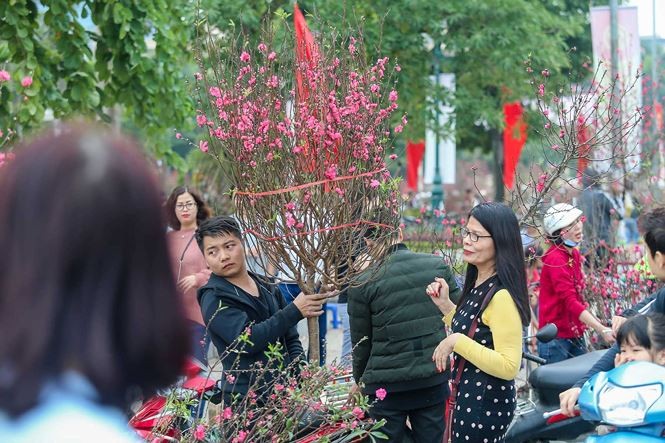 Quất, đào 'đại hạ giá' tràn ngập phố Hà Nội ngày 30 Tết ảnh 5