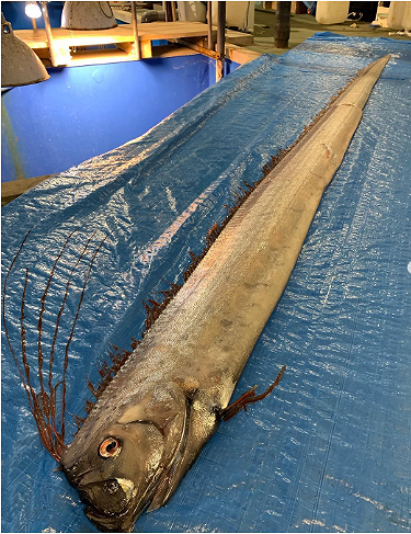 Thực hư về loài cá có khả năng dự báo động đất tại Nhật Bản ảnh 1