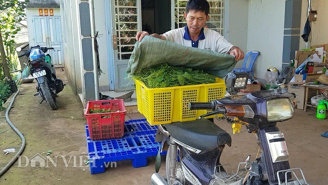 Bí kíp trồng su su 'đẻ' ngọn tươi non, to mập của nông dân ưu tú ảnh 4