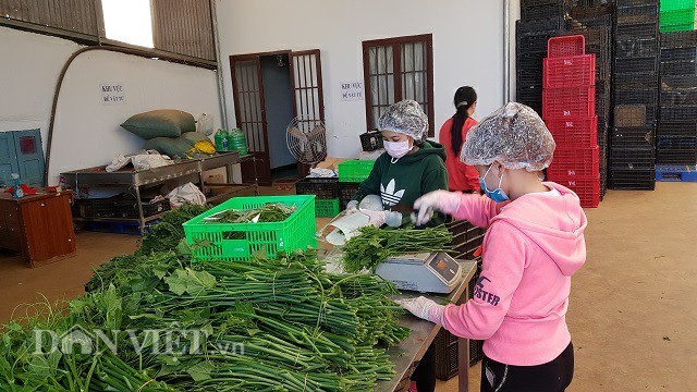 Bí kíp trồng su su 'đẻ' ngọn tươi non, to mập của nông dân ưu tú ảnh 5
