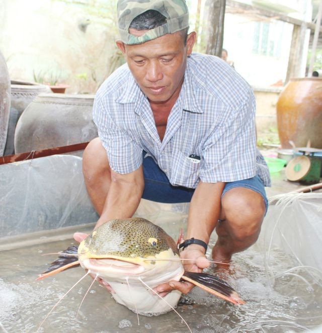 Lão ông Bạc Liêu bất ngờ khi bắt được ‘thủy quái’ vùng Amazon nặng 15kg ảnh 2