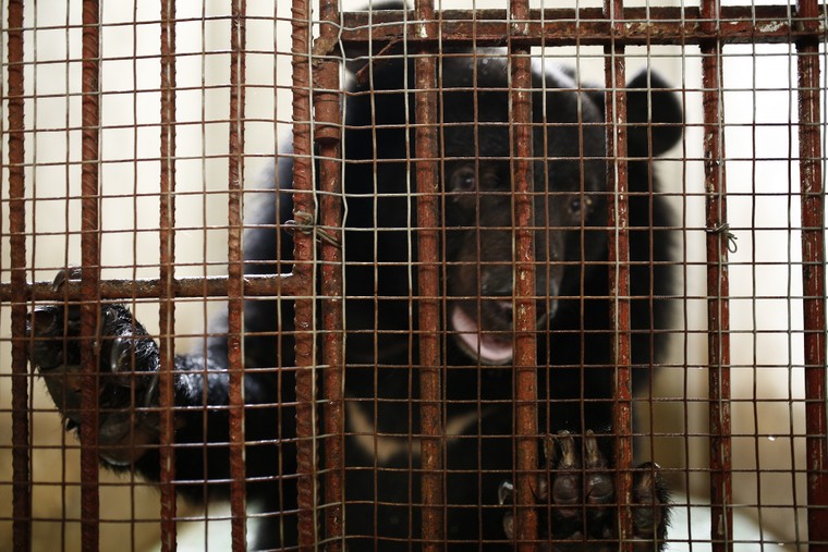 Cứu hộ thành công 5 cá thể gấu ở Bình Dương và Đồng Nai ảnh 2